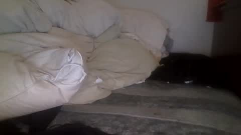 tellias online show from 15, 9, 2025