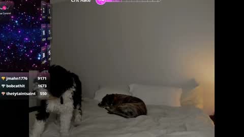 Selina Kyle online show from 25, 1, 2025