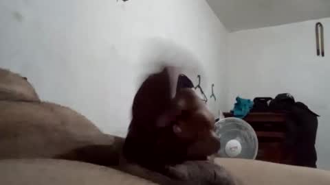 Snapshot of tobe557337 chatting on 17, 12, 2024 tobe557337 online show from 17, 12, 2024