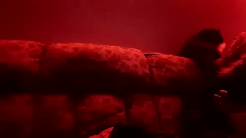 tretrix5588 online show from 3, 1, 2025