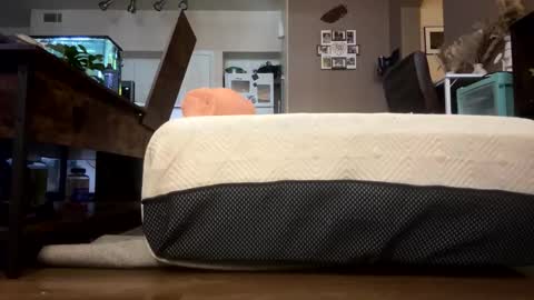 trickydick6 online show from 23, 2, 2026