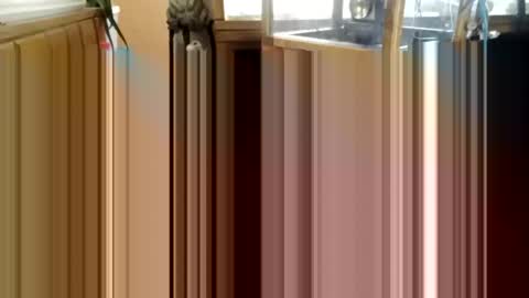 trypodman online show from 25, 12, 2024