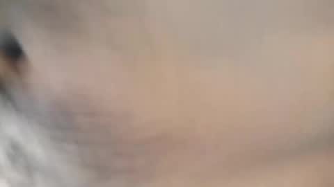 ttimmyt online show from 8, 11, 2025