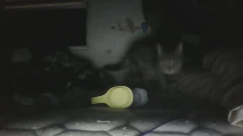 twonkydonk27 online show from 13, 12, 2025