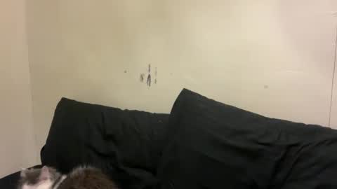 Bran online show from 10, 3, 2026