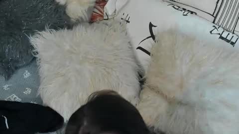 Snapshot of vitaxviper chatting on 30, 9, 2025 Vit a Viper online show from 30, 9, 2025