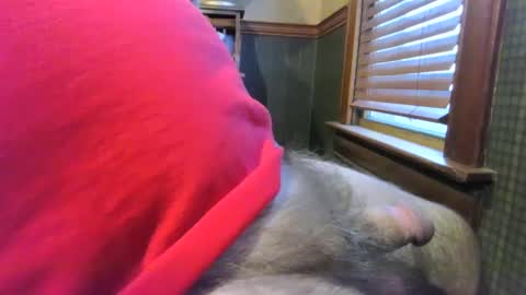 whydog online show from 4, 1, 2025