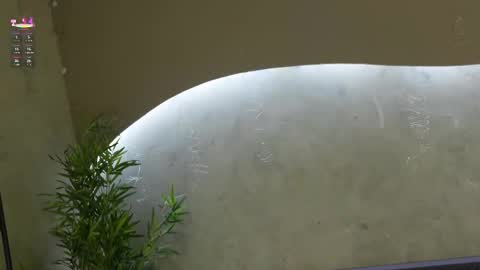 Ms Willow online show from 21, 3, 2026