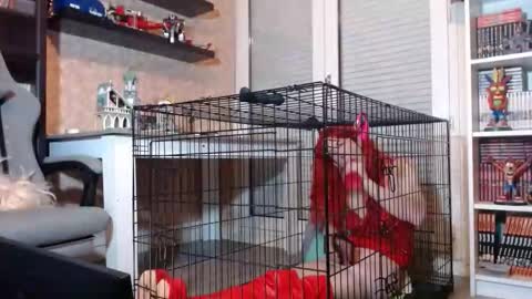 Owned by Hell On Heels online show from 20, 2, 2026