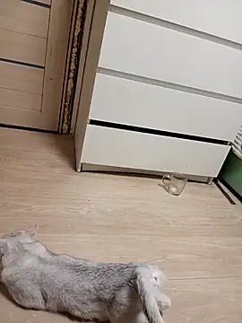 Snapshot of Linda_Gregory chatting on 18, 2, 2026 Linda Gregory online show from 18, 2, 2026