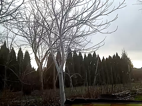 perversalus online show from 2, 2, 2025