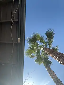 starrynikki online show from 6, 2, 2026