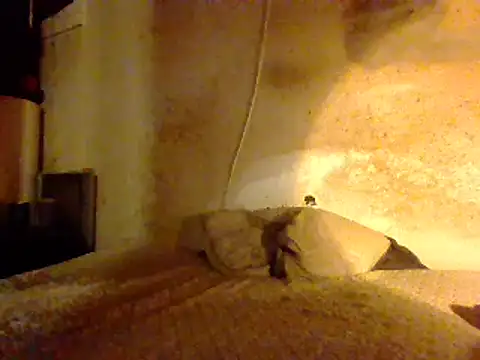 Nightshade7712 online show from 27, 2, 2025