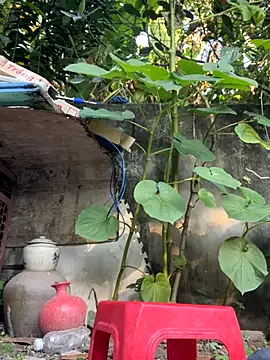 Snapshot of __Saphia__ chatting on 27, 11, 2025 Saphia online show from 27, 11, 2025