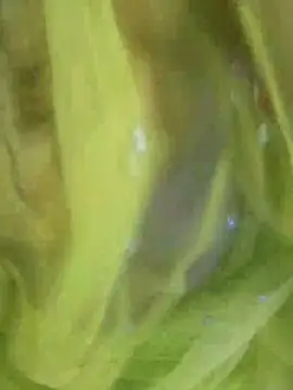 joya bhabi online show from 3, 11, 2025