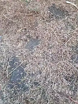 Ajith mvi online show from 18, 4, 2026