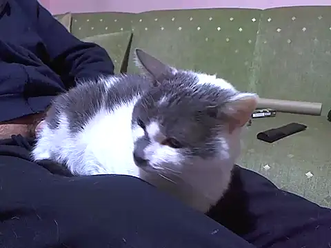 Snapshot of zormen355 chatting on 4, 4, 2026 zormen355 online show from 4, 4, 2026