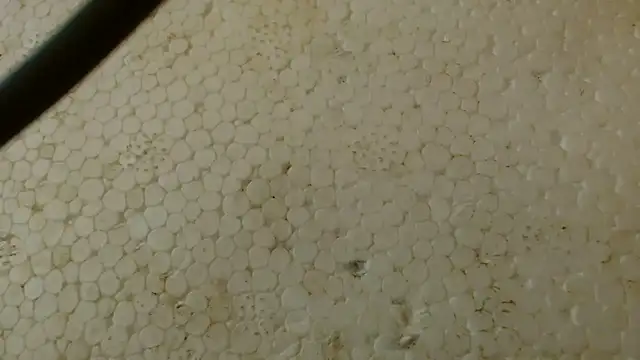 titi fiesta online show from 1, 2, 2026