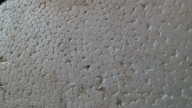 titi fiesta online show from 24, 2, 2026