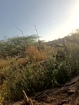 Snapshot of lovesuna chatting on 5, 3, 2025 lovesuna online show from 5, 3, 2025