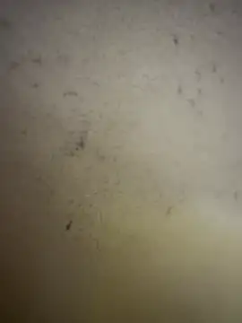 Snapshot of Gladiator_3 chatting on 14, 2, 2026 Gladiator 3 online show from 14, 2, 2026