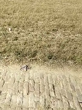 Hot-rubina online show from 11, 4, 2026