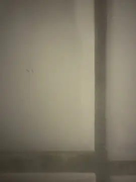 orient zob online show from 19, 2, 2026