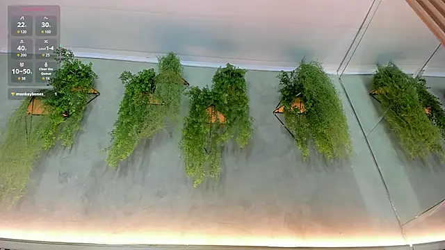 Lana Lann online show from 22, 9, 2025