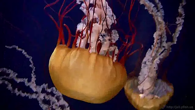 streamy test12 online show from 5, 12, 2024