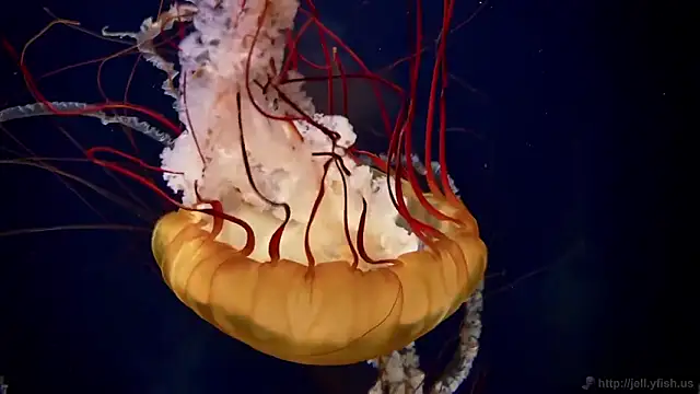 streamy test12 online show from 16, 2, 2026