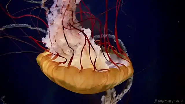 streamy test12 online show from 21, 4, 2026