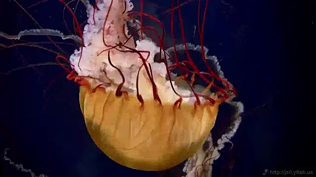 Snapshot of streamy_test13 chatting on 2, 12, 2024 streamy test13 online show from 2, 12, 2024