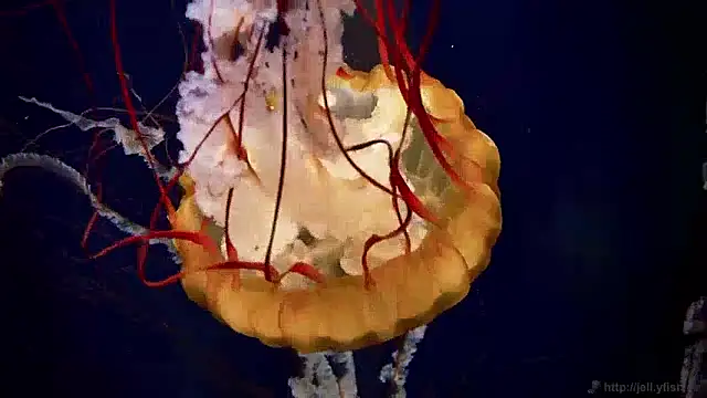 Snapshot of streamy_test13 chatting on 4, 12, 2024 streamy test13 online show from 4, 12, 2024