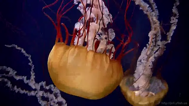 Snapshot of streamy_test13 chatting on 13, 12, 2024 streamy test13 online show from 13, 12, 2024