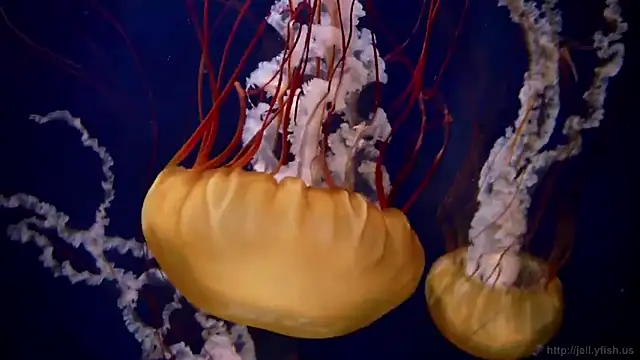 Snapshot of streamy_test13 chatting on 4, 3, 2025 streamy test13 online show from 4, 3, 2025