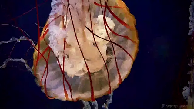 streamy test15 online show from 14, 1, 2025