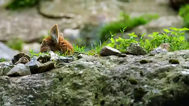 streamy test15 online show from 20, 3, 2025