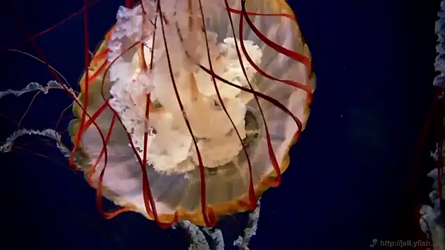 streamy test15 online show from 24, 9, 2025