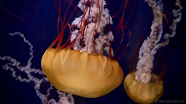 streamy test15 online show from 27, 10, 2025