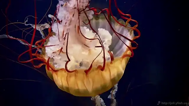 streamy test15 online show from 5, 3, 2026