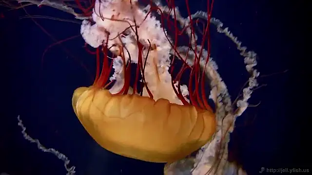 streamy test15 online show from 20, 3, 2026