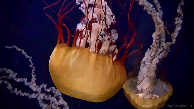 streamy test15 online show from 31, 3, 2026