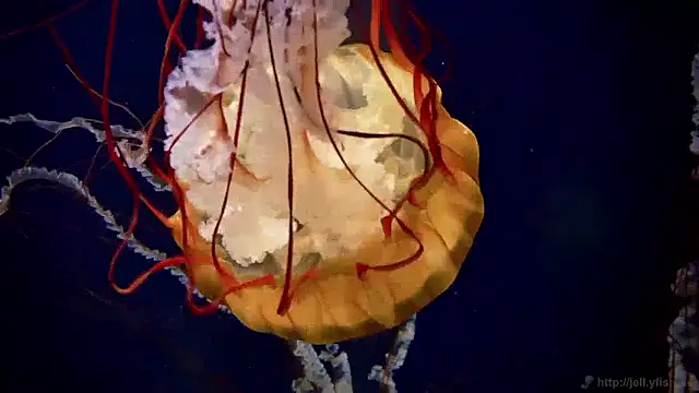 streamy test15 online show from 2, 4, 2026