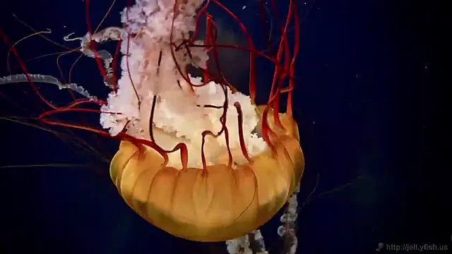 streamy test15 online show from 23, 4, 2026