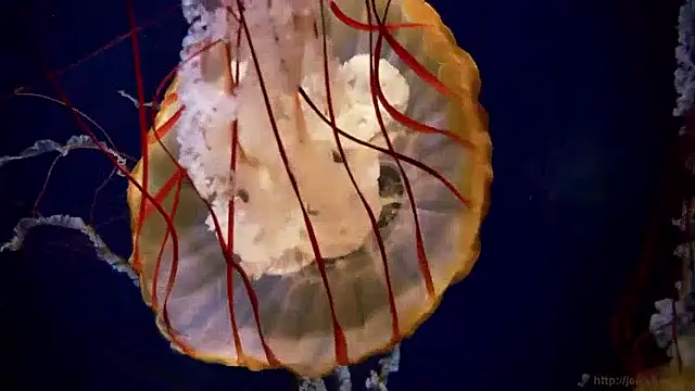 streamy test15 online show from 27, 4, 2026