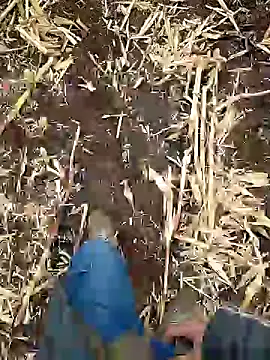 Snapshot of murokkk31 chatting on 5, 1, 2025 murokkk31 online show from 5, 1, 2025