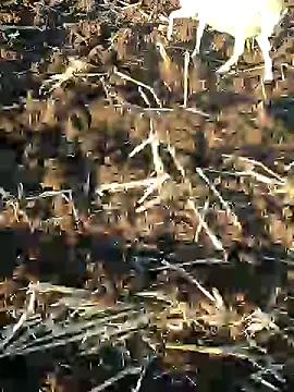 Snapshot of murokkk31 chatting on 9, 1, 2025 murokkk31 online show from 9, 1, 2025