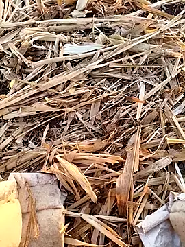 Snapshot of murokkk31 chatting on 16, 9, 2025 murokkk31 online show from 16, 9, 2025