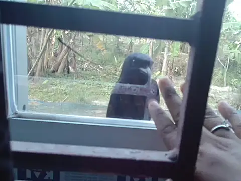 Unlucky-flowers online show from 15, 3, 2026