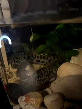 Snapshot of BroadFantasy chatting on 18, 10, 2025 BroadFantasy online show from 18, 10, 2025